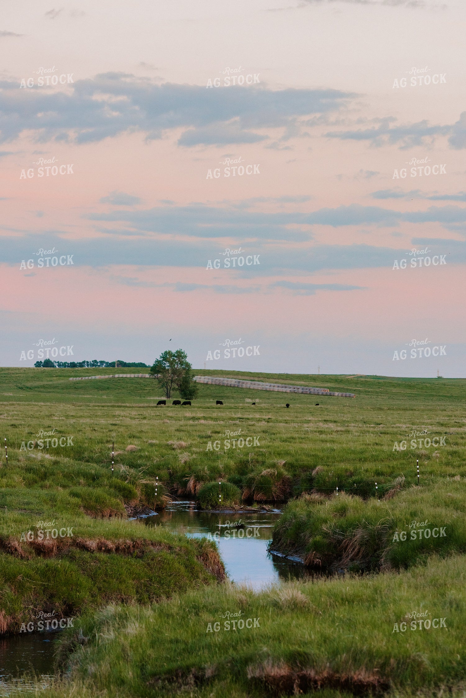 Angus Cattle Grazing in Pasture 68085