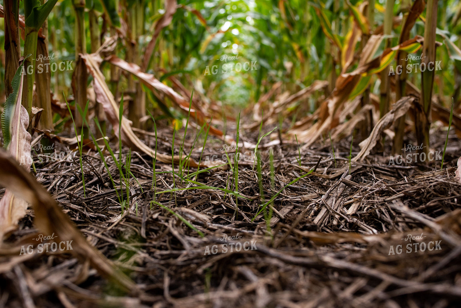 Cover Crop in Corn Field 76280