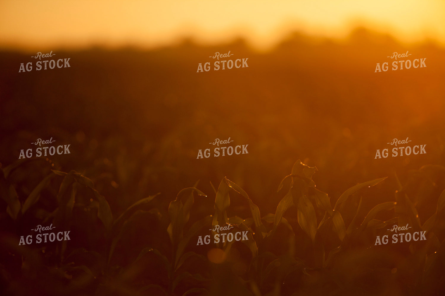 Corn - Mid-Season 1228