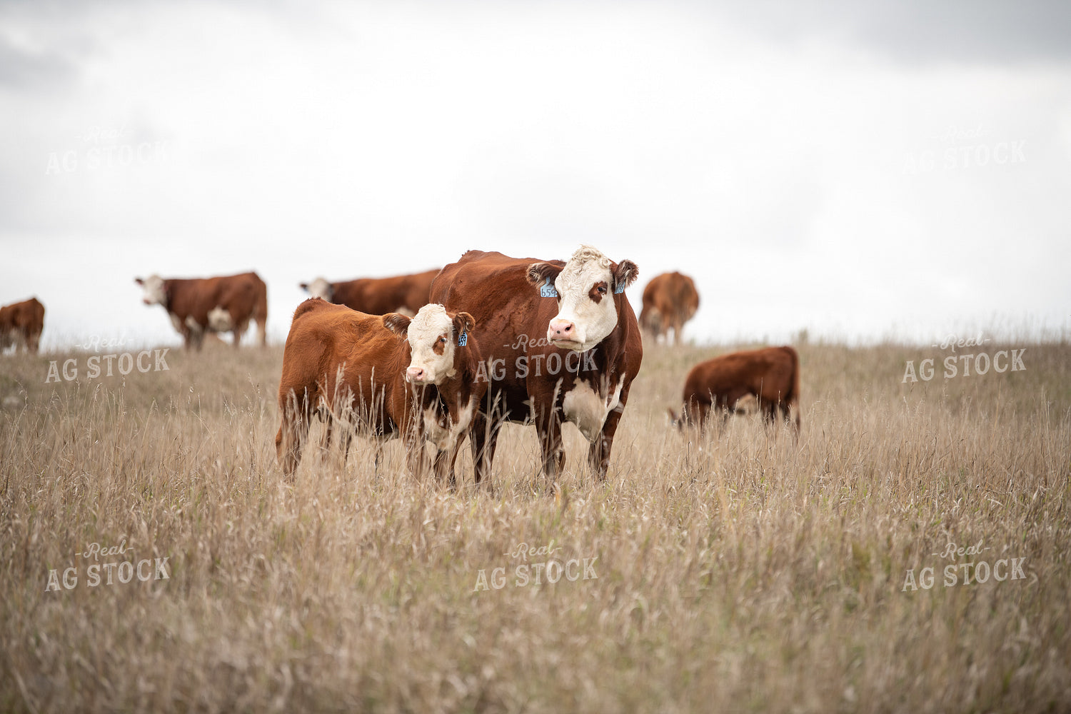 Hereford Cattle 212012