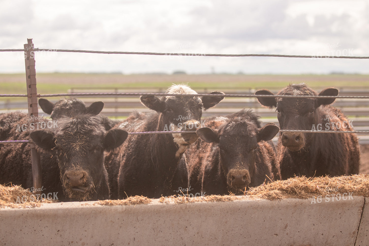 Angus Cattle at Feed Trough 72049