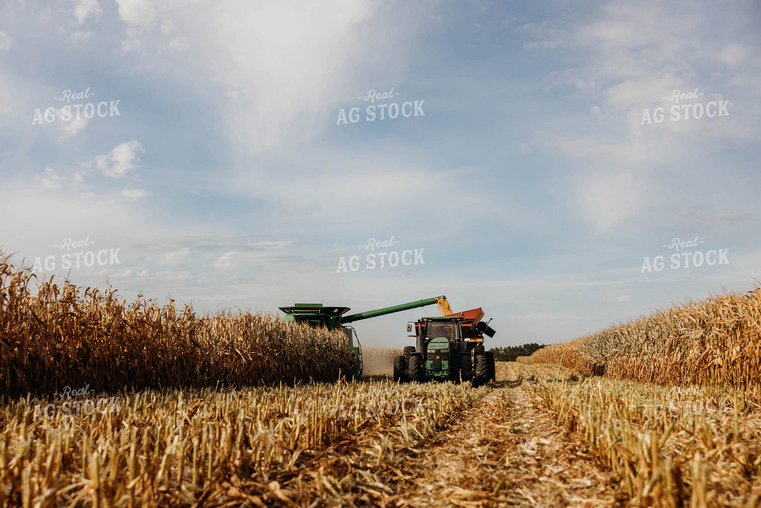 Corn Harvest 152111