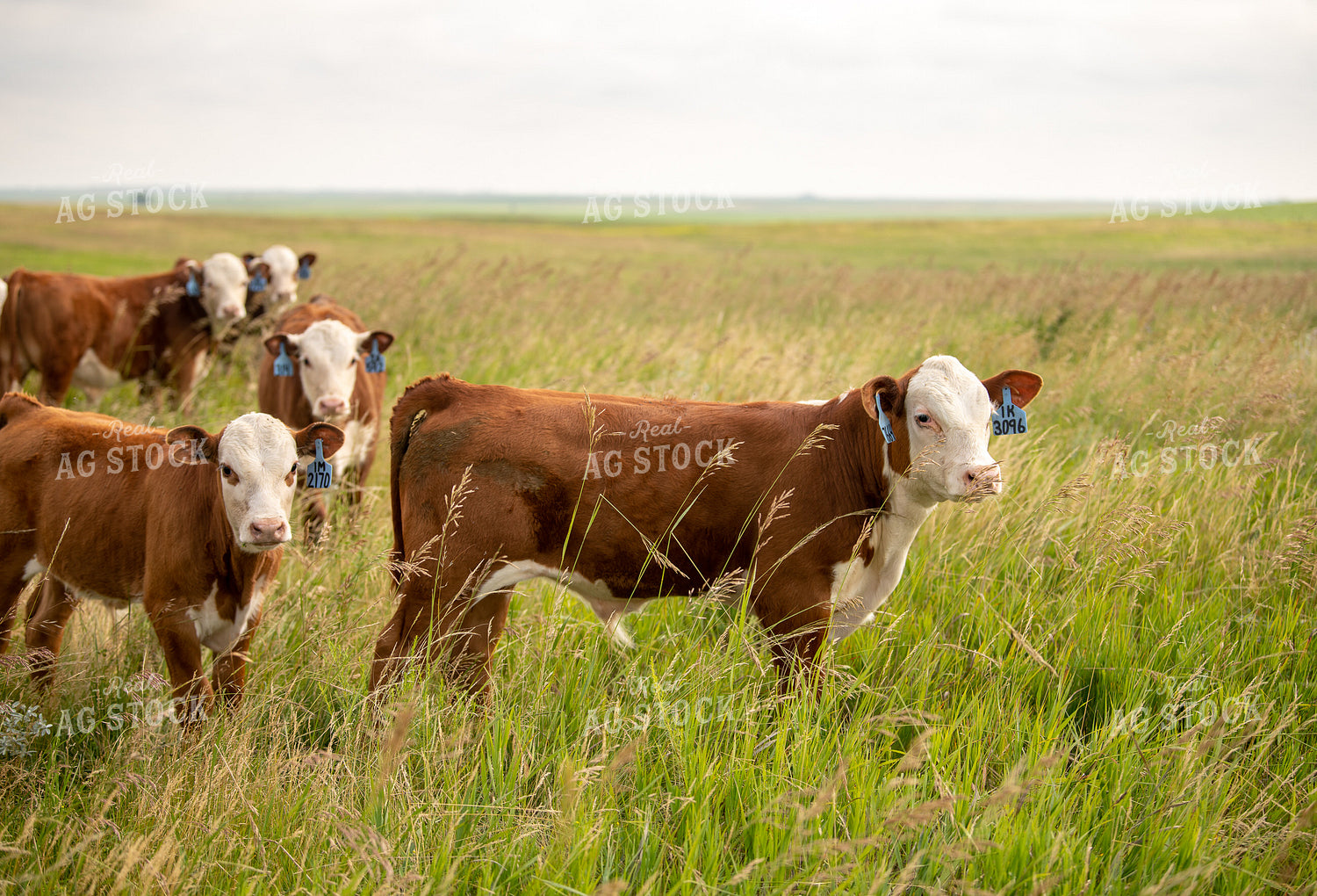 Hereford Calves on Pasture 212050