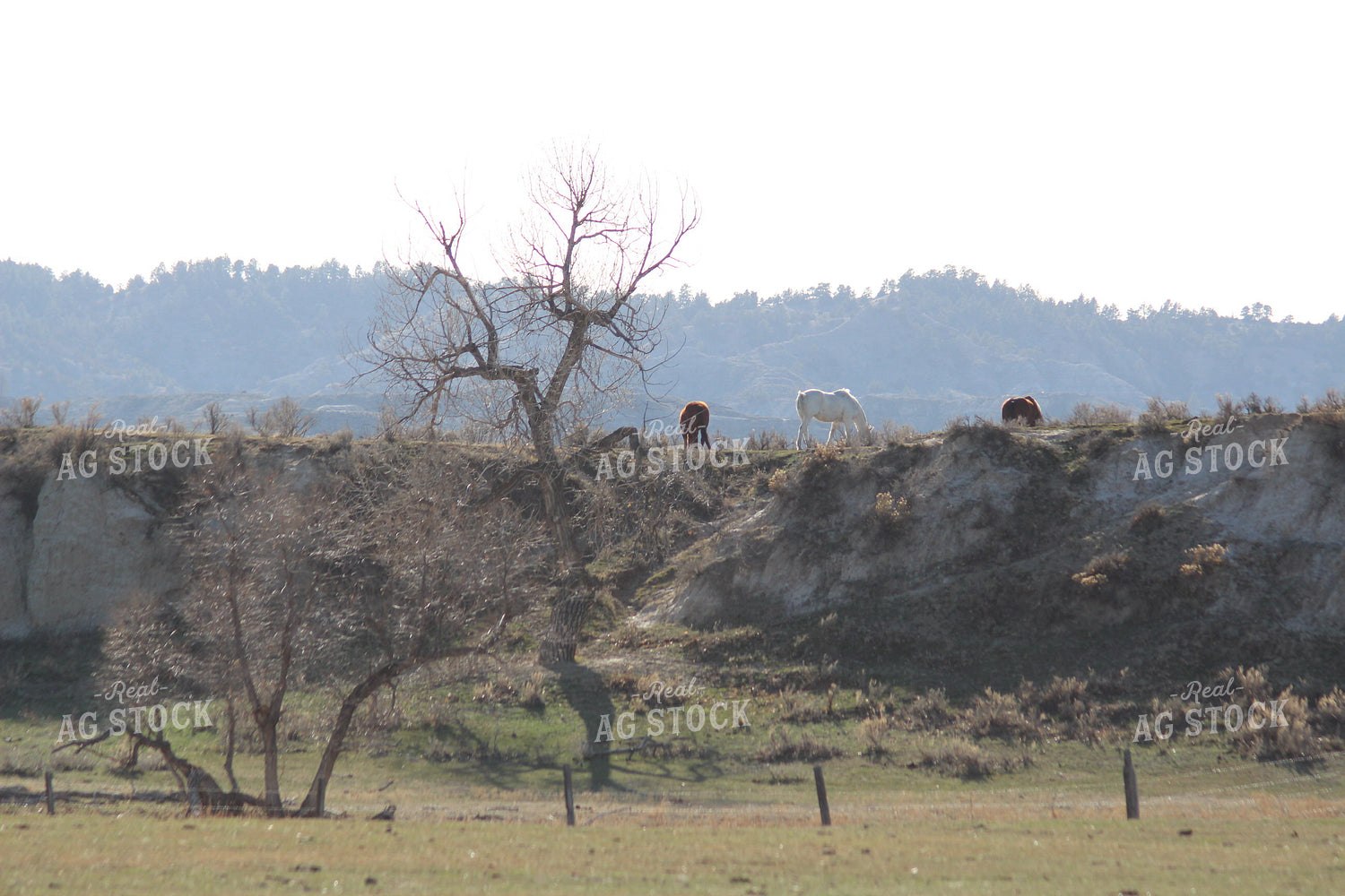 Horses in Pasture 63030