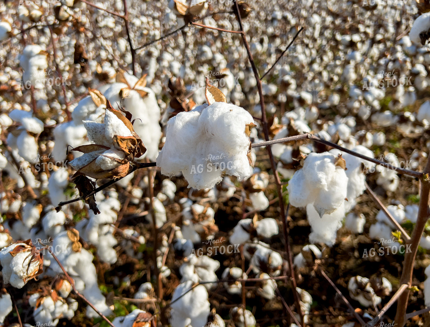 Cotton 154001
