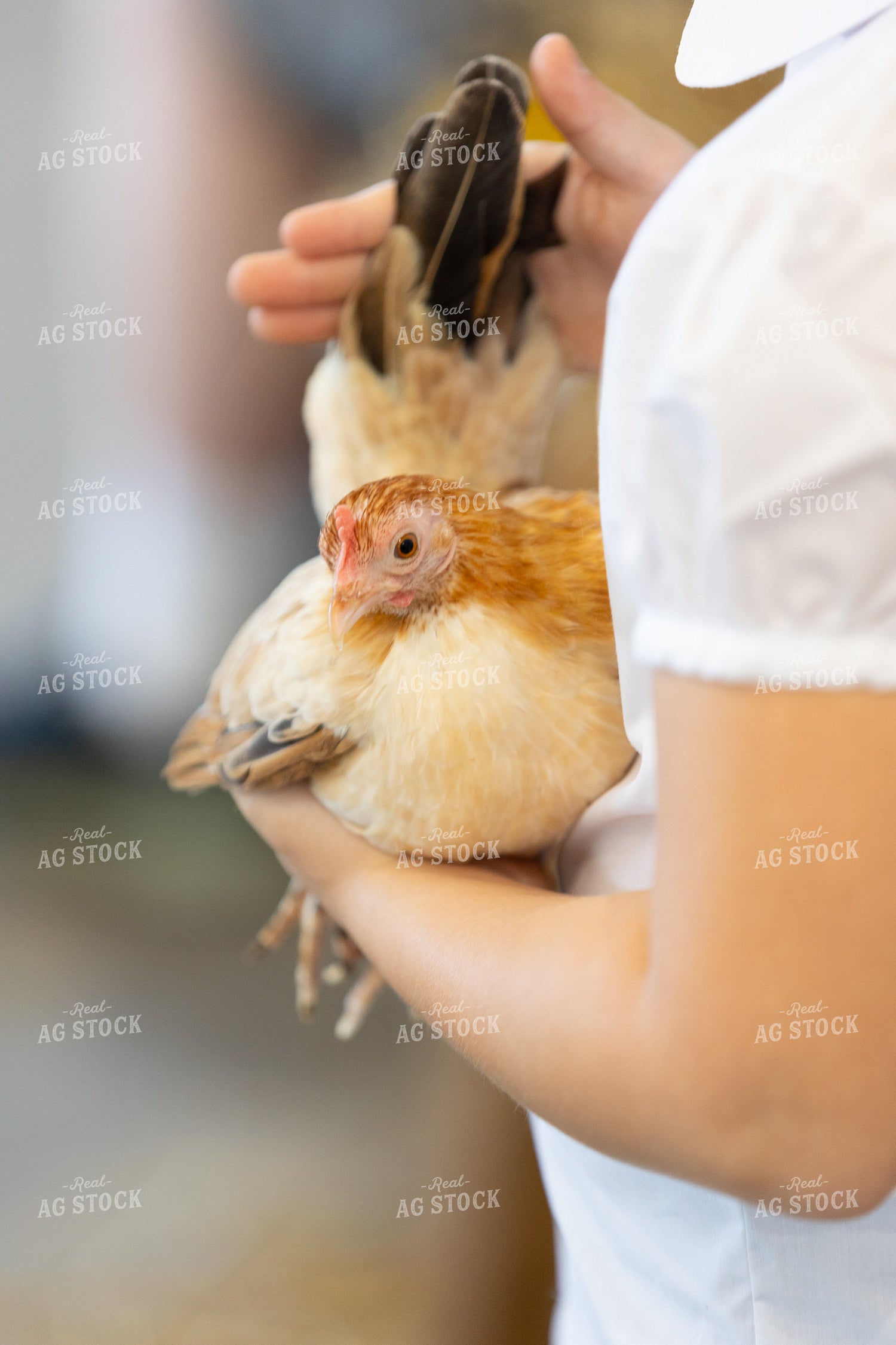 Judging Chickens at Fair 52501
