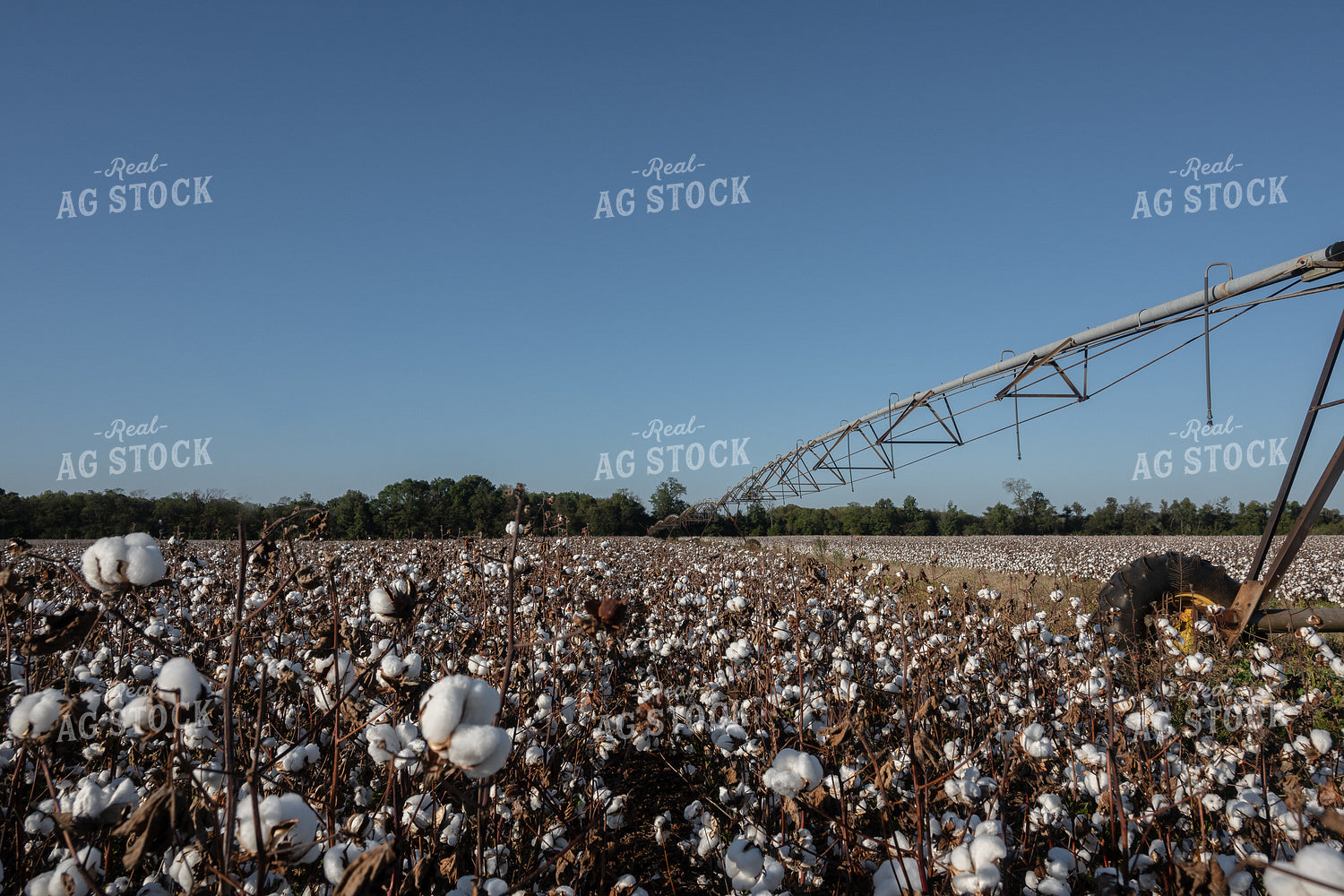 Irrigated Cotton Field 149070