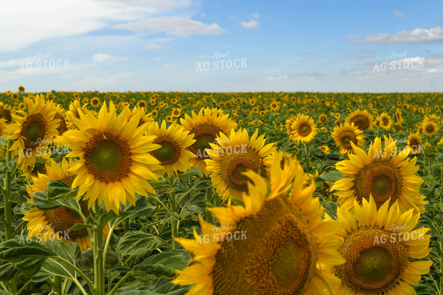 Sunflower Field 185120