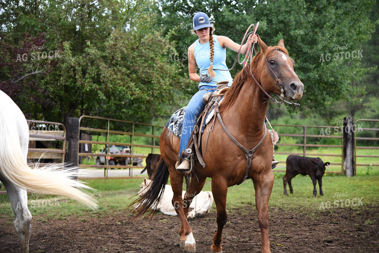 Sorting Cattle on Horseback 69007
