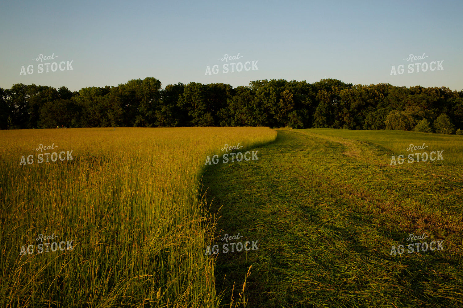 Cutting Hay 4962