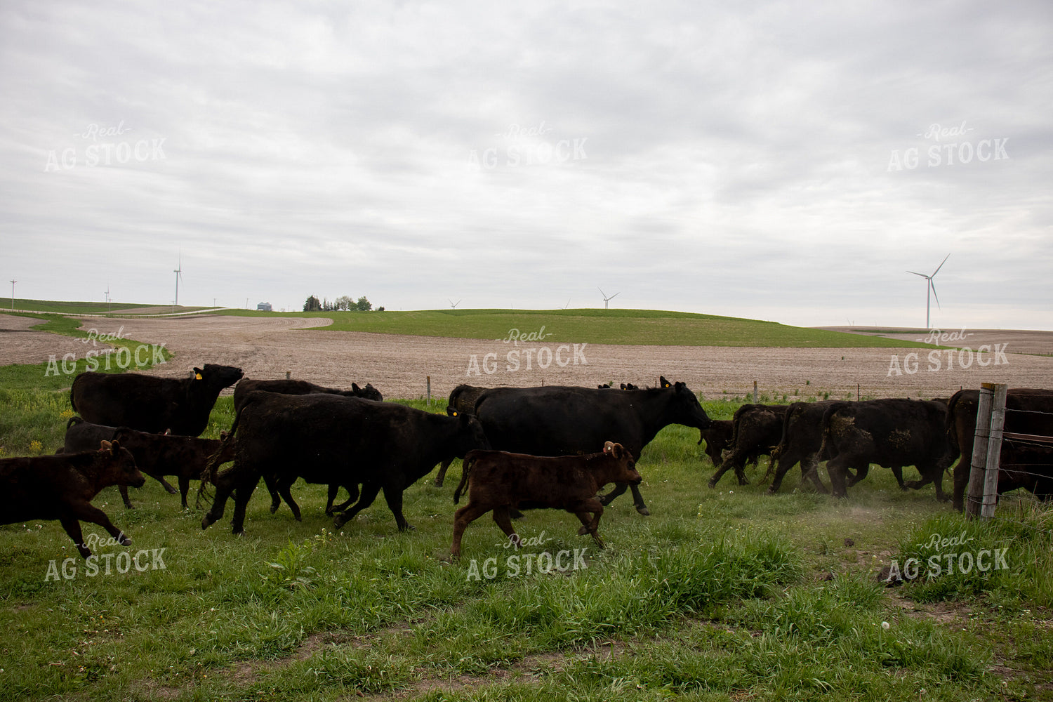 Angus Cattle in Pen 67098