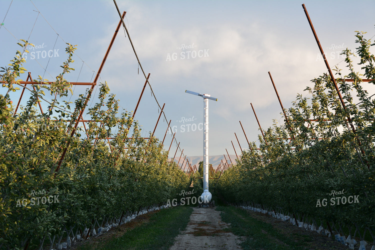 Apple Orchard on Trellis 198011