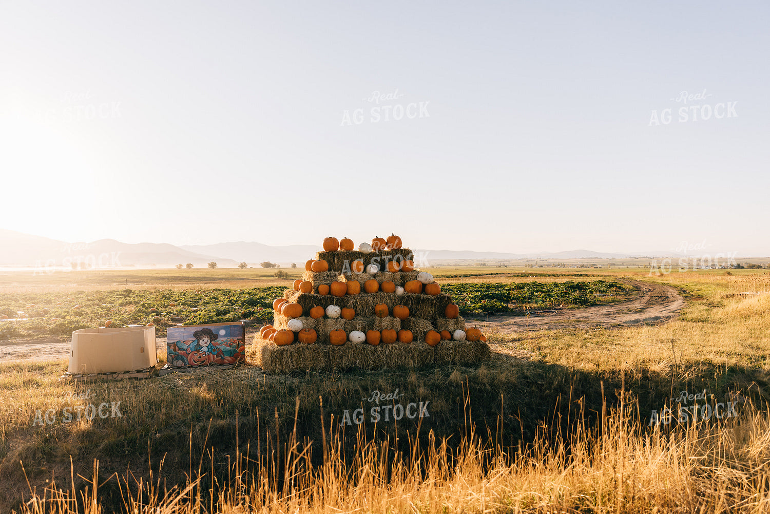 Fall Pumpkins 178039