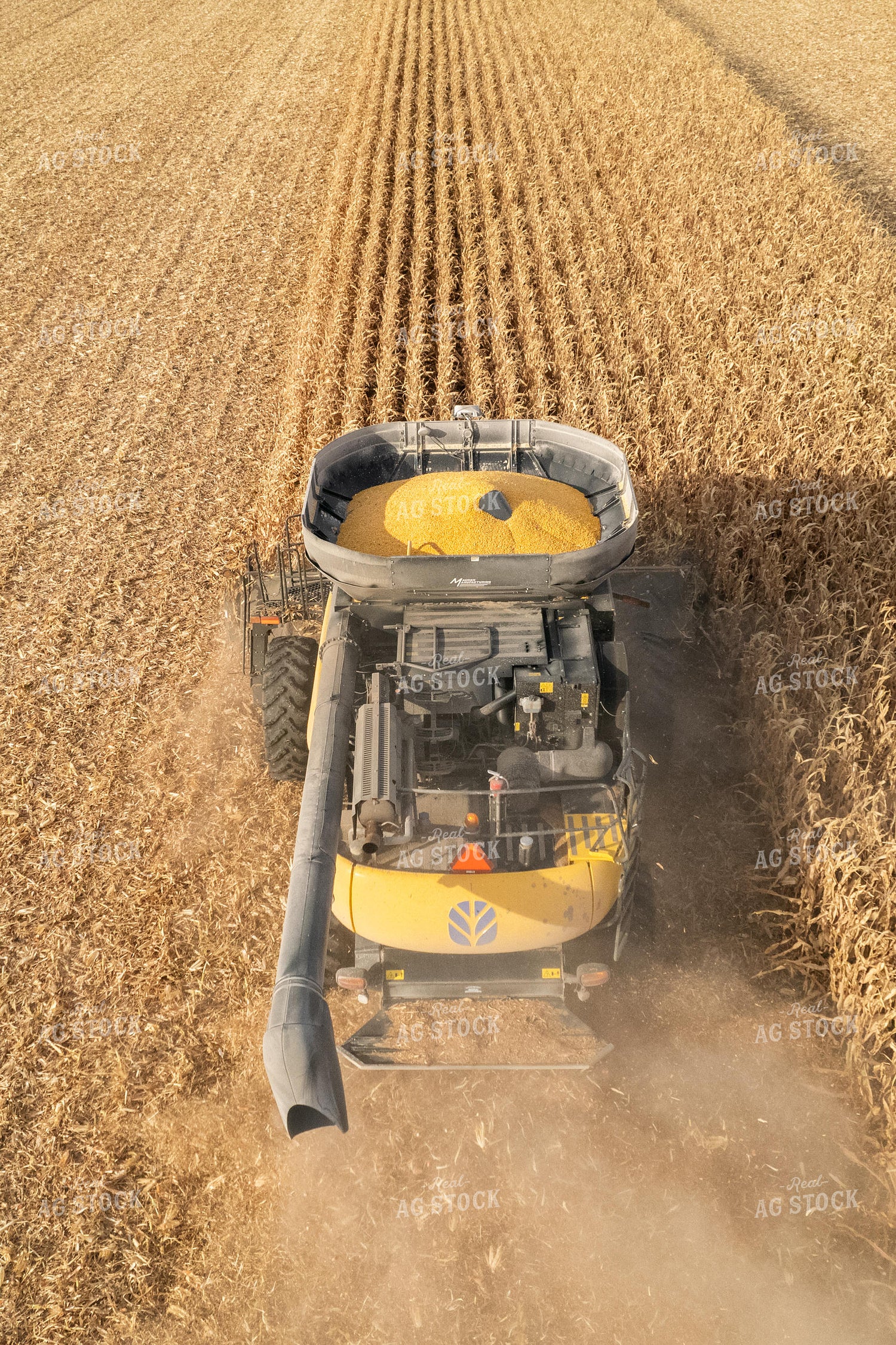 Corn Harvest 255006