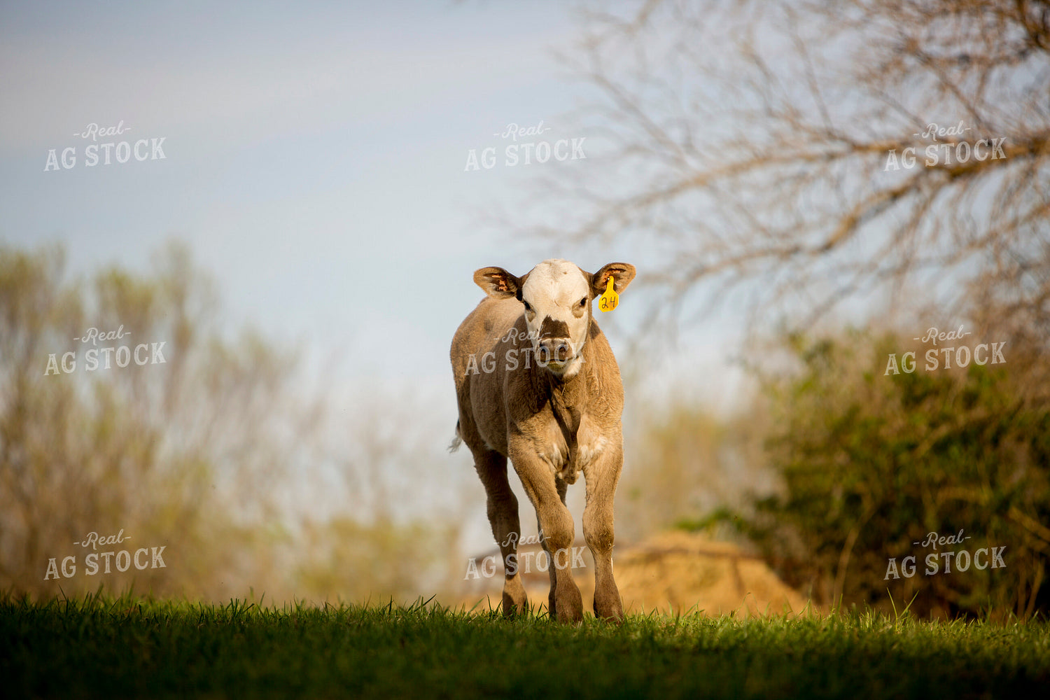 Calf - Charolais and Angus Cross 3