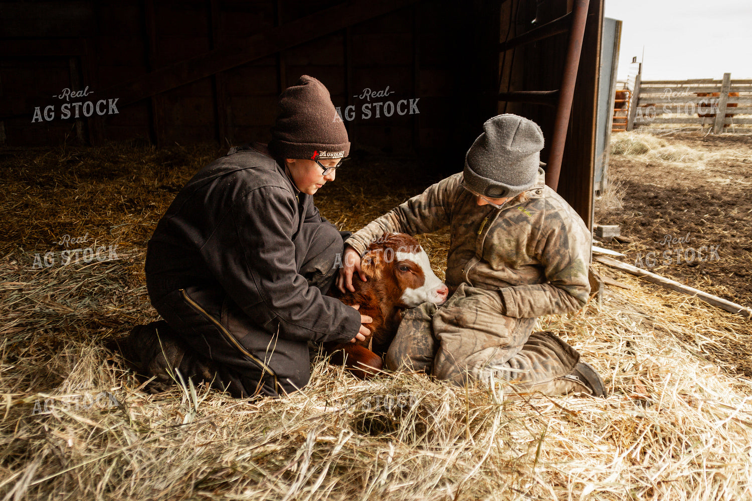 Calf with Farm Kids 155114