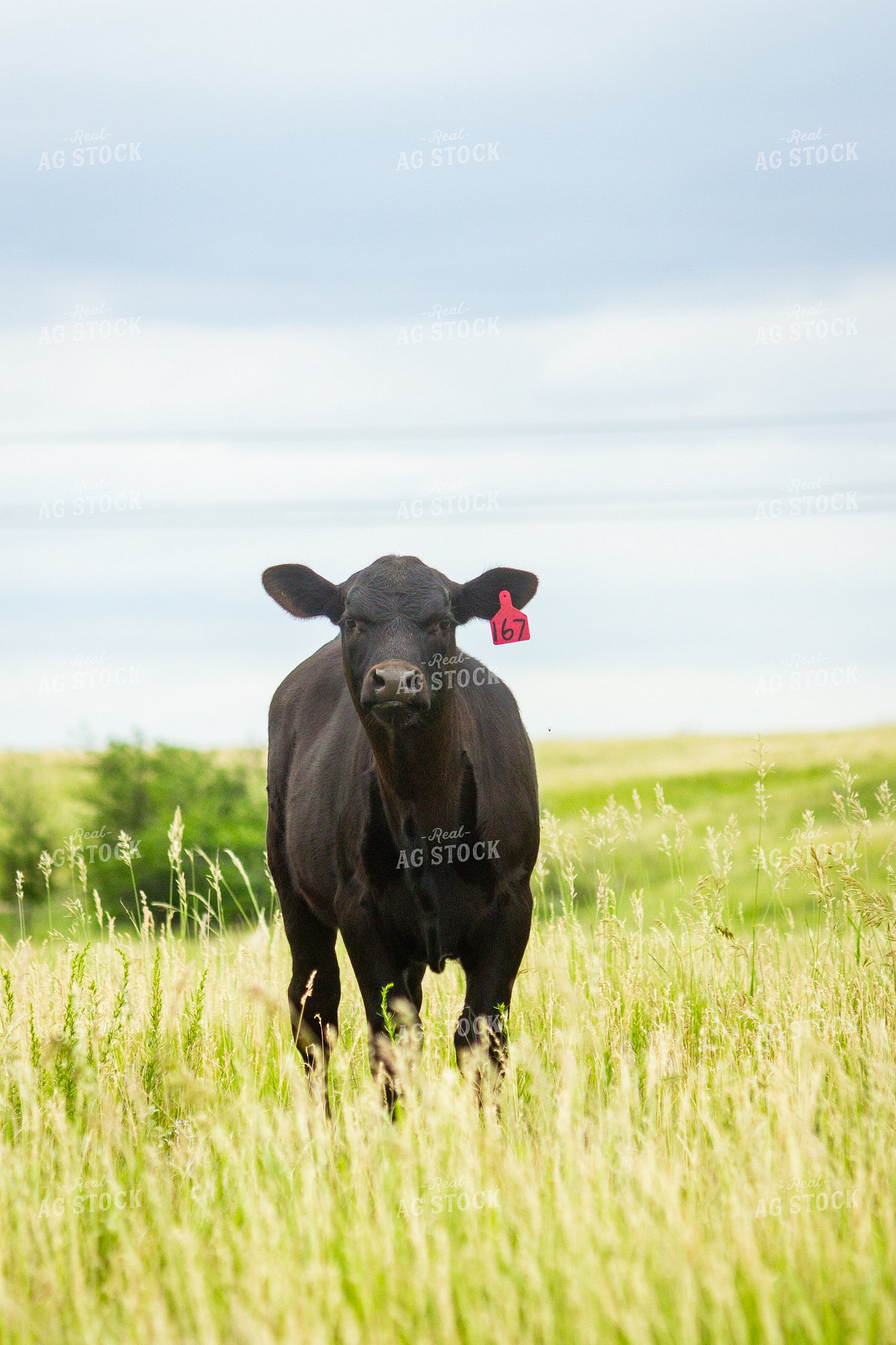 Angus Cow 155168