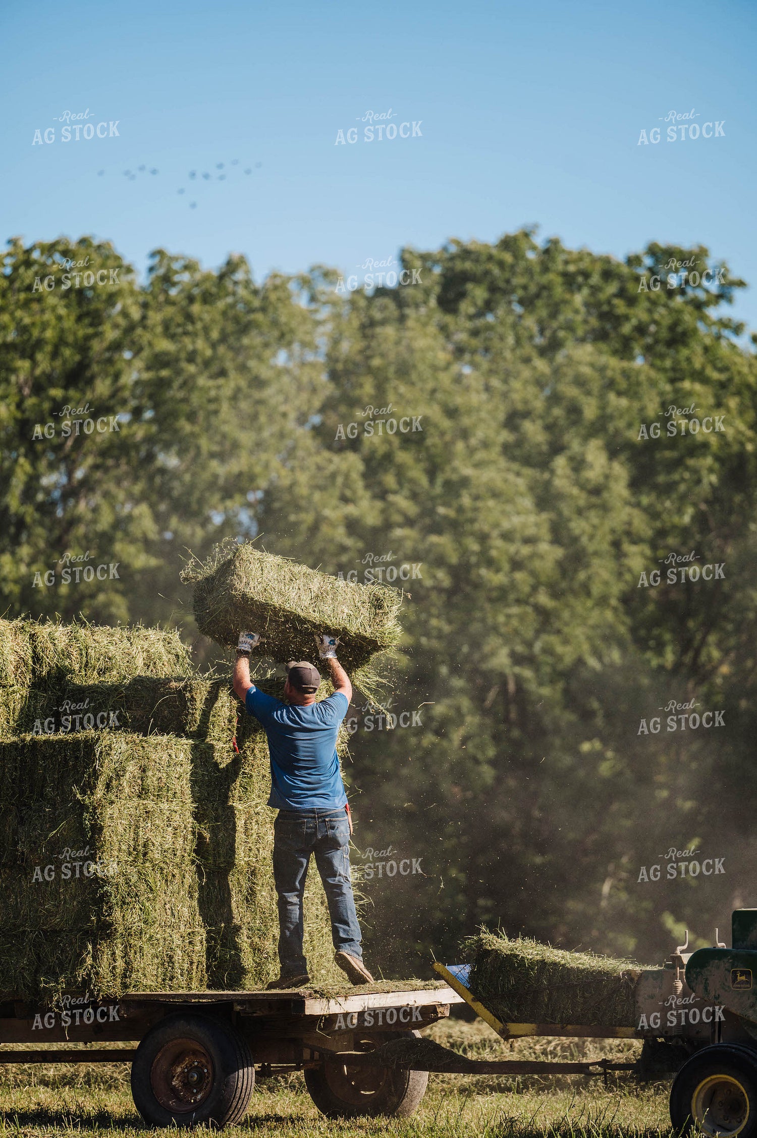 Farmer Throwing Hay Bales 115325