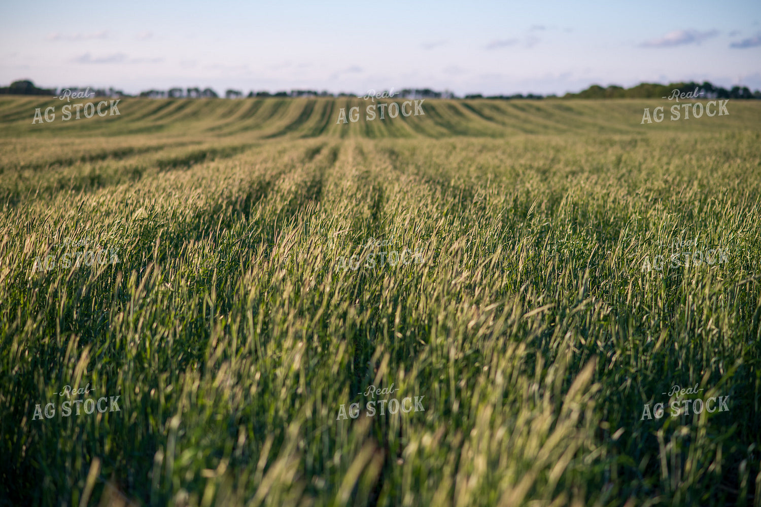 Cover Crop Field 76134