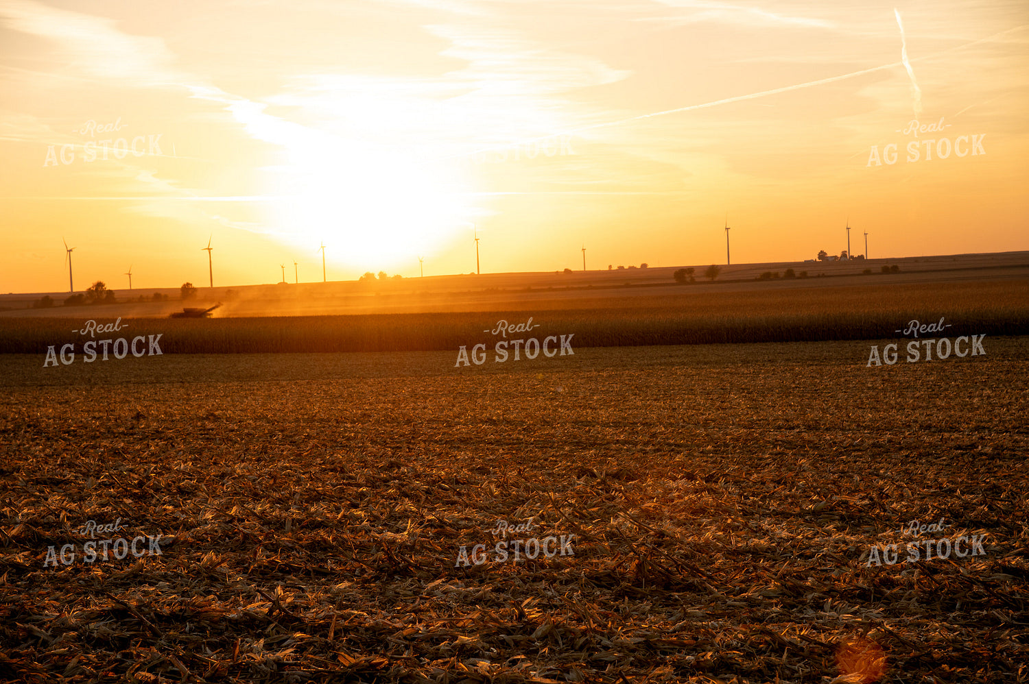Combine Harvesting Corn at Sunset 25846