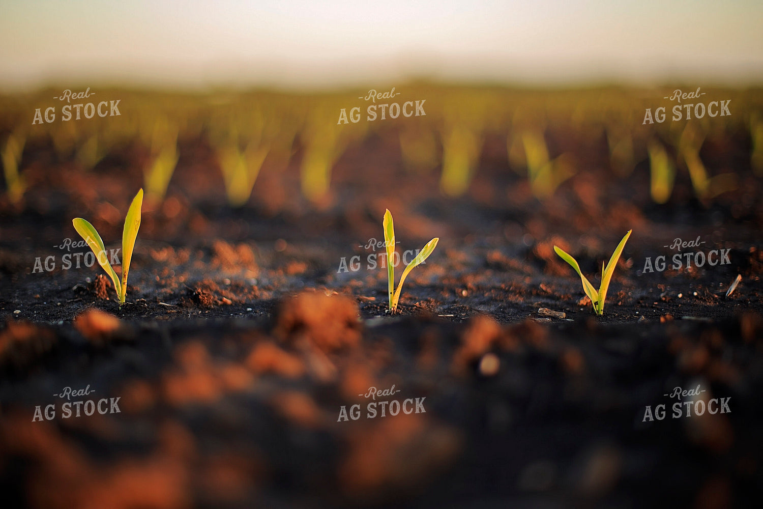 Spring Corn 93155