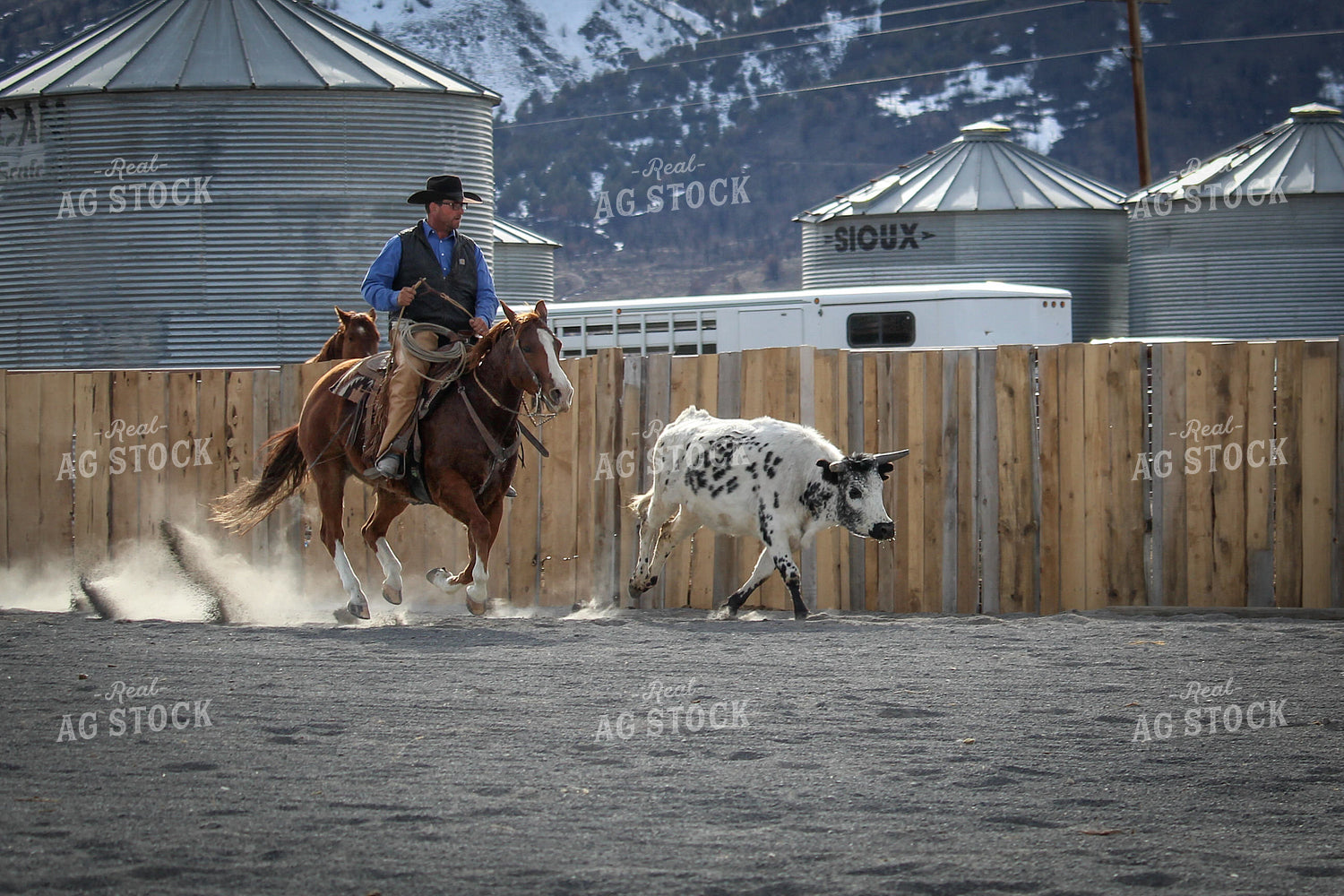 Male Rancher on Horse Chasing Cow 78054