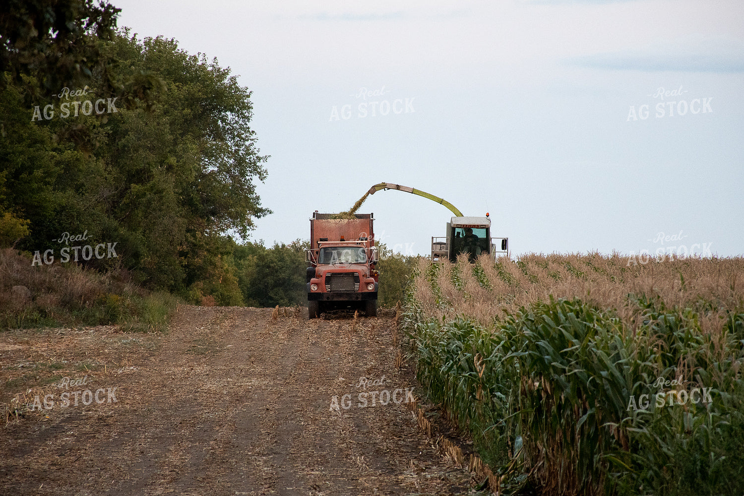Silage Harvest 50259