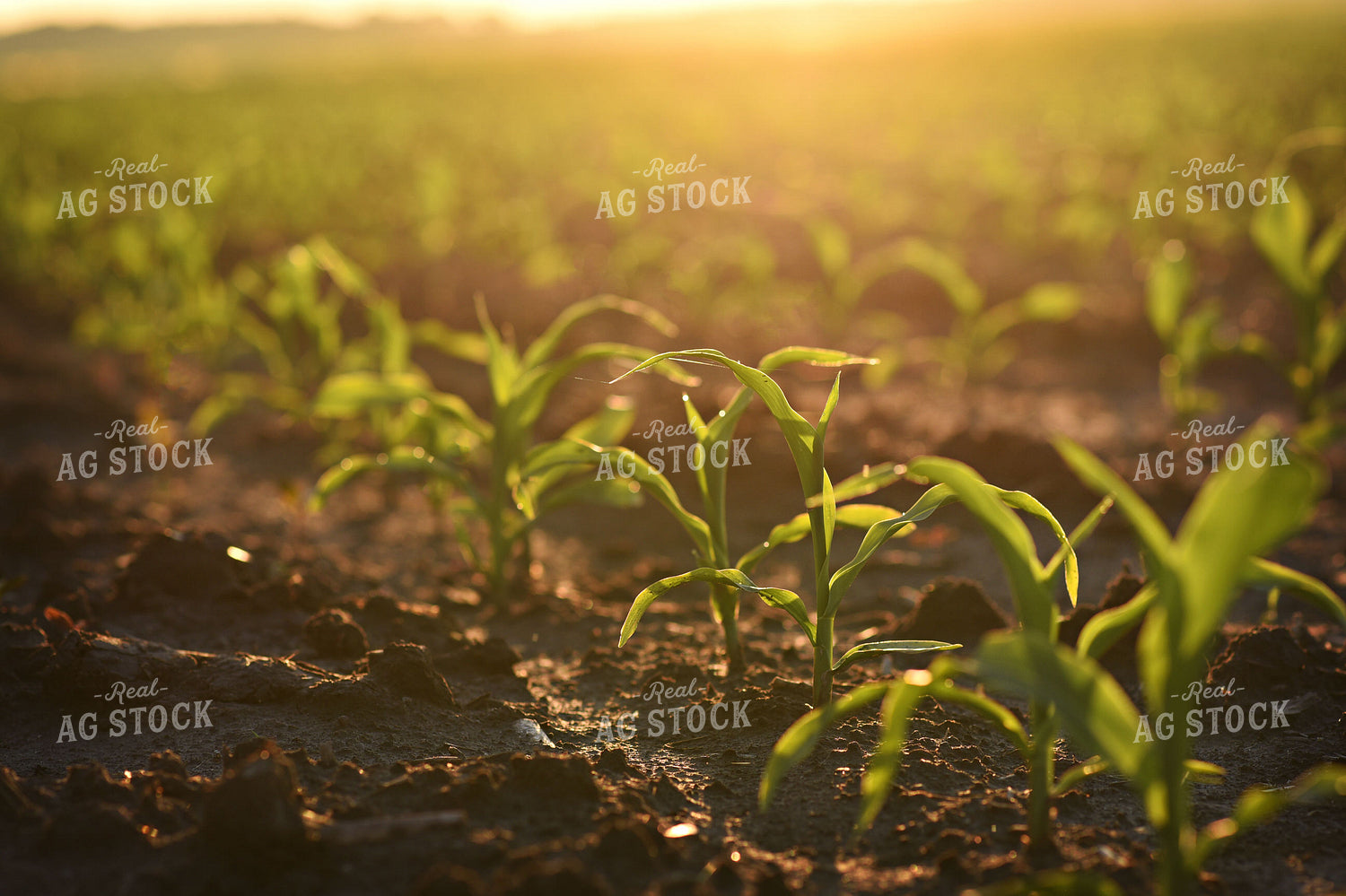 Young Corn Plants Growing in Sunlit Agricultural Field 100031