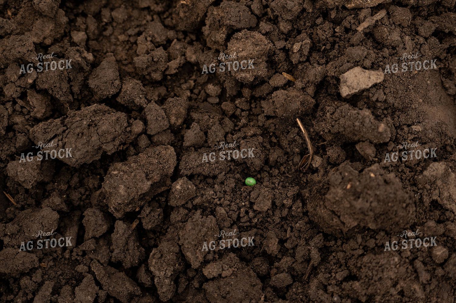 Soybean Seed in Soil 185206