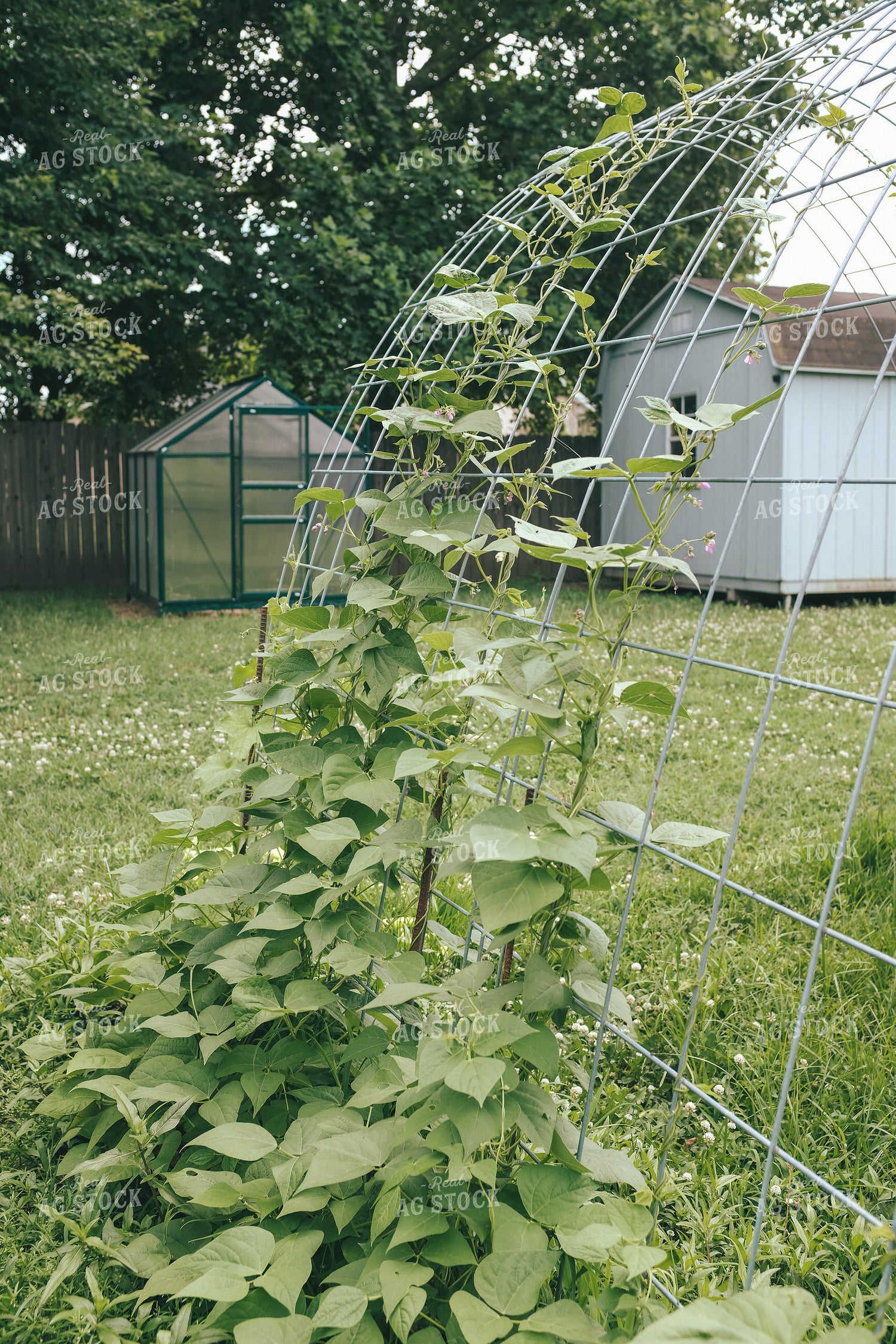 Backyard Gardening 162051