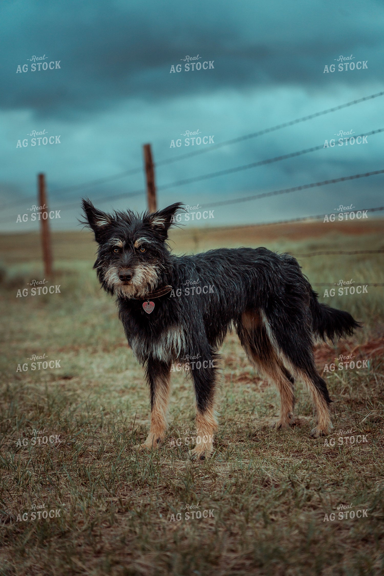 Ranch Dog 58071