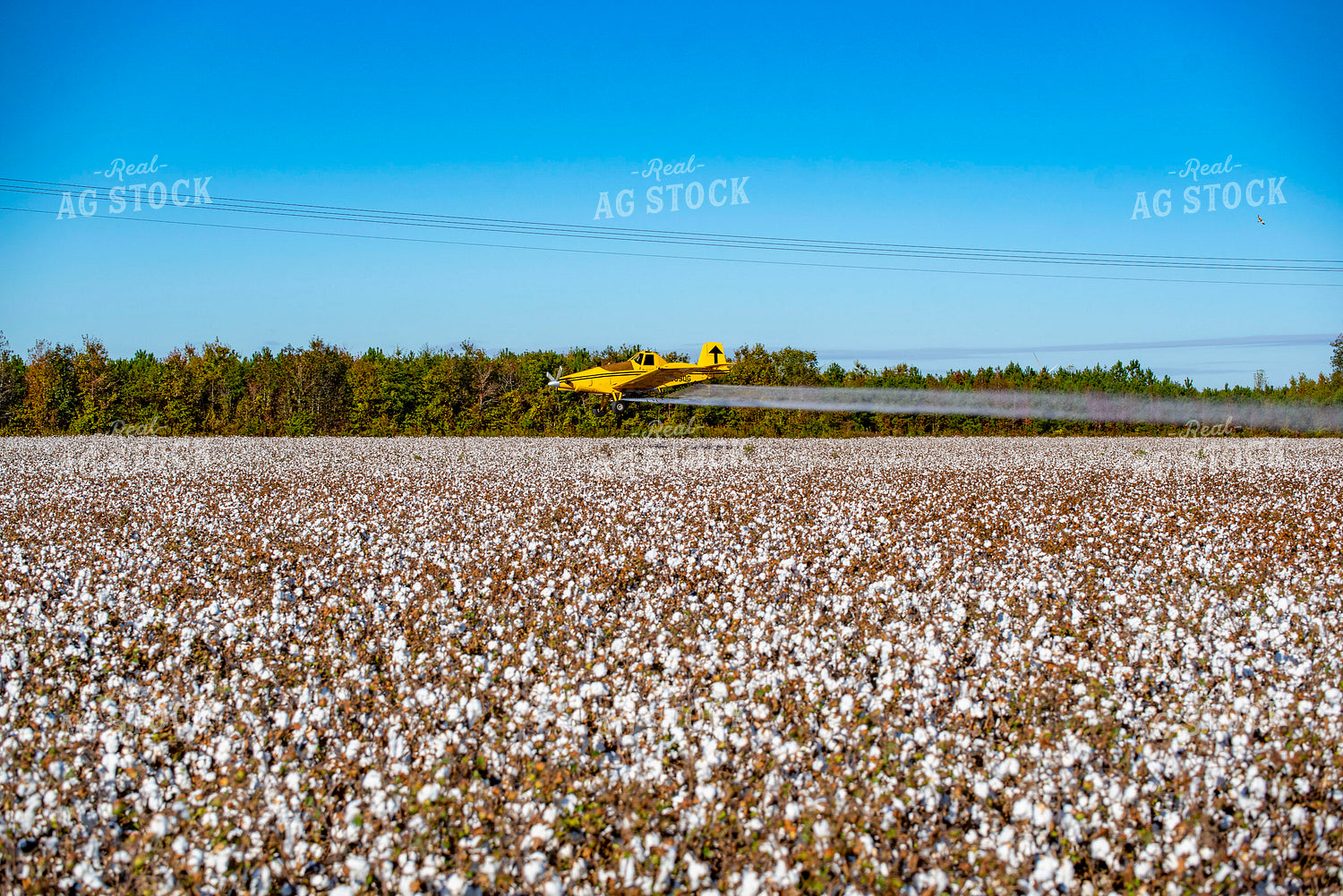 Crop Duster Spraying Cotton Field 136251
