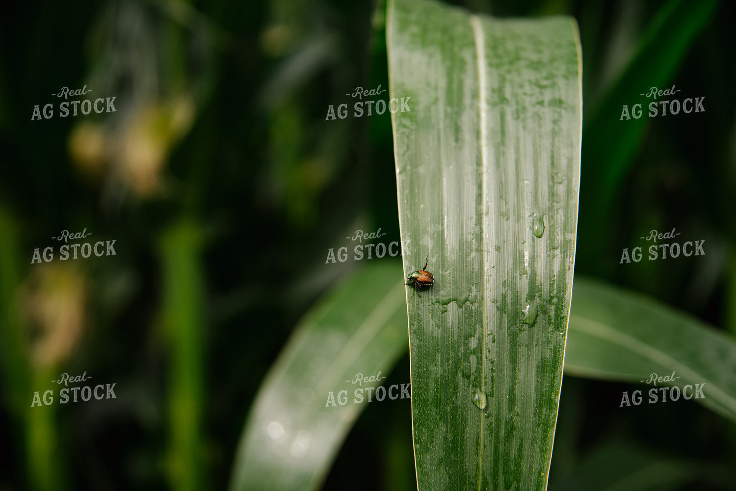 June Beetle 137042