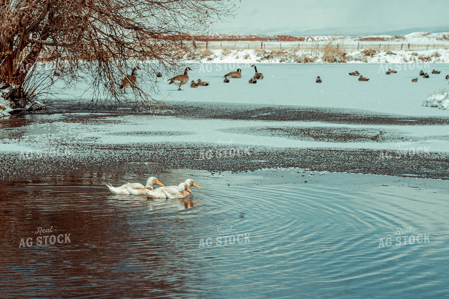 Wildlife in Pond 58032