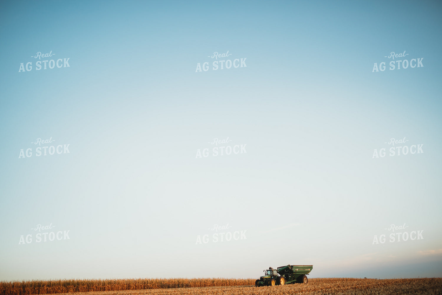 Auger Wagon Grain Cart in Corn Field 3430