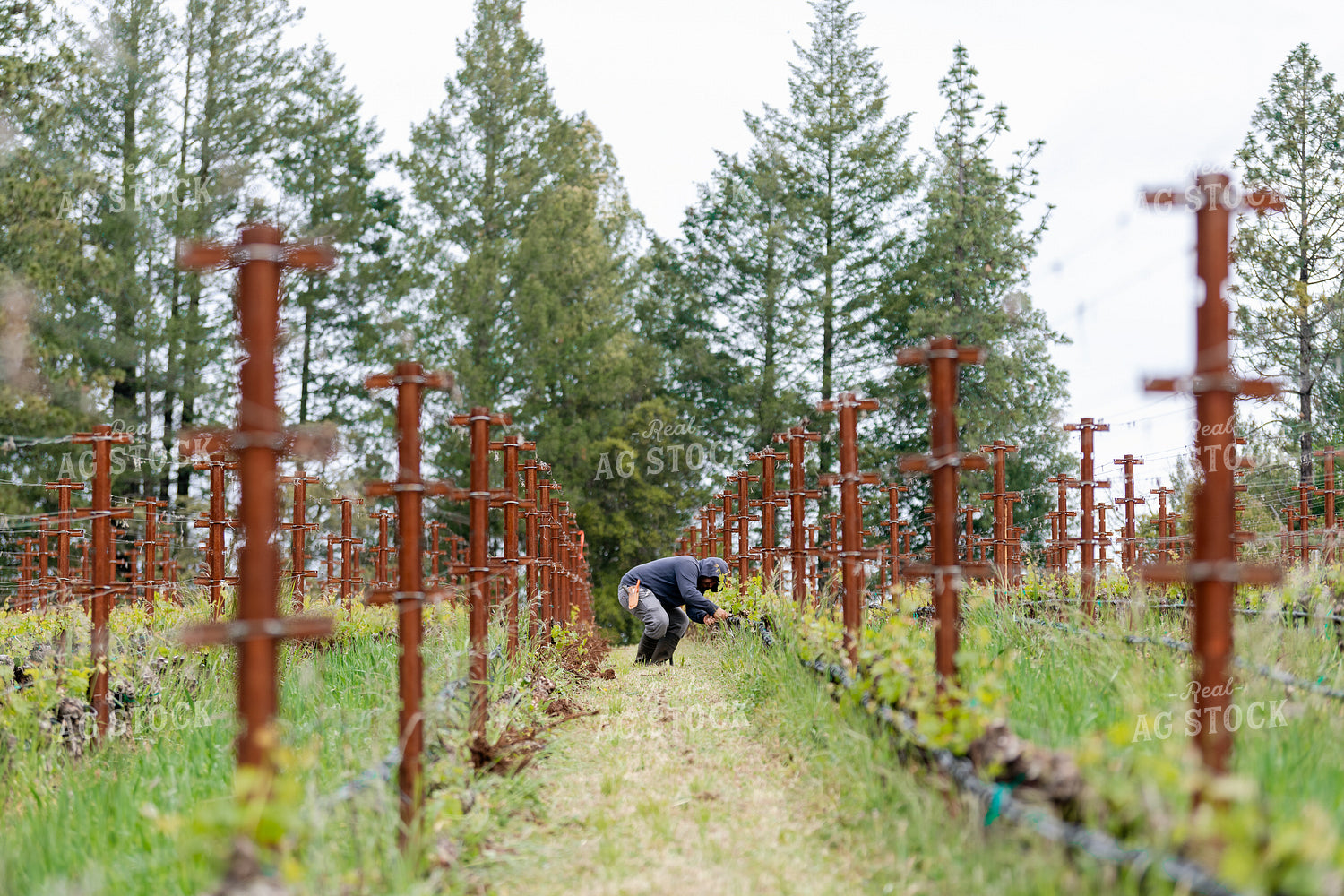 Farmer in Vineyard 107045