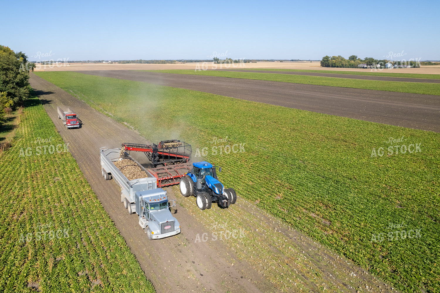 Sugar Beet Harvest 255044