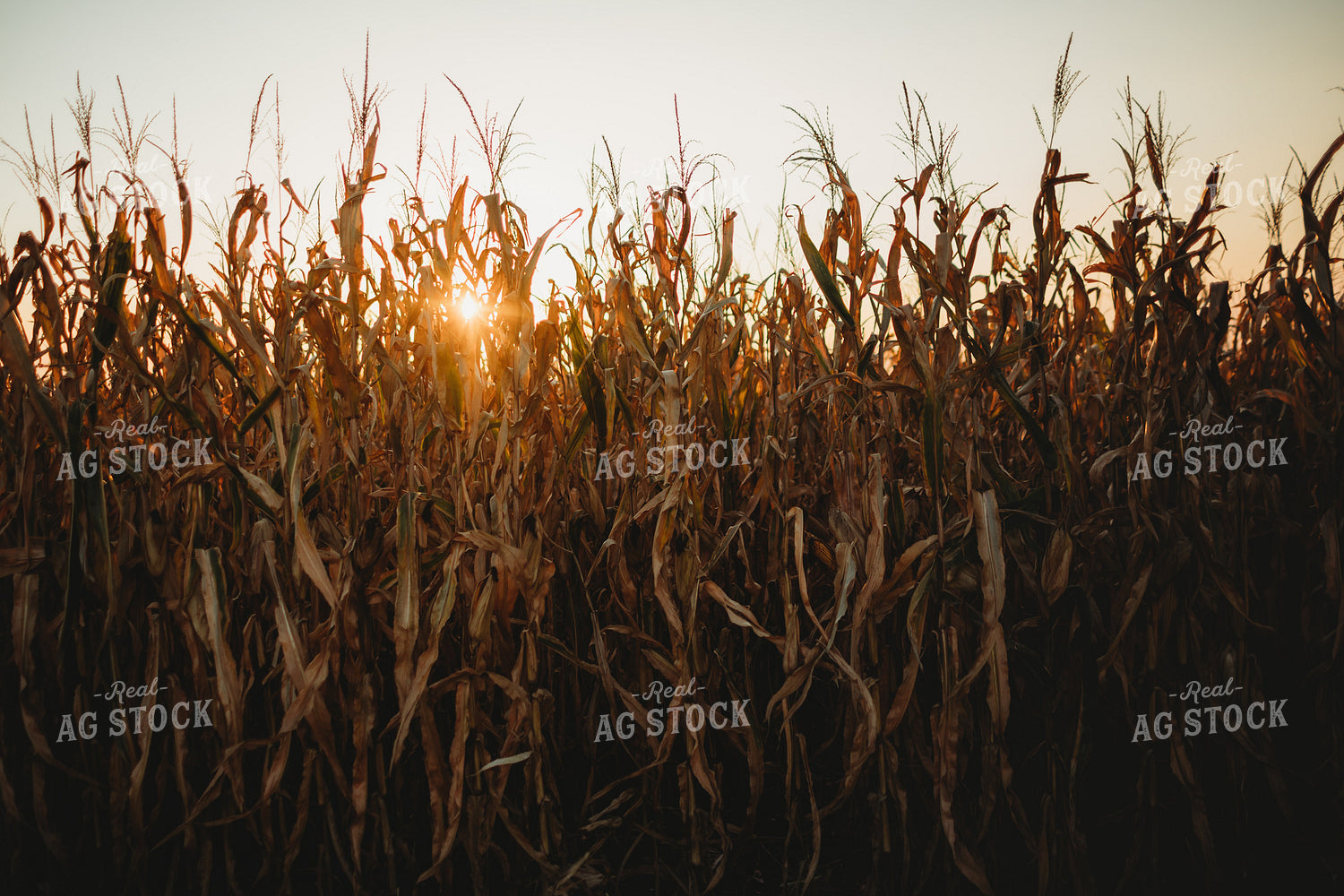 Dried Corn with Sunflare 3421