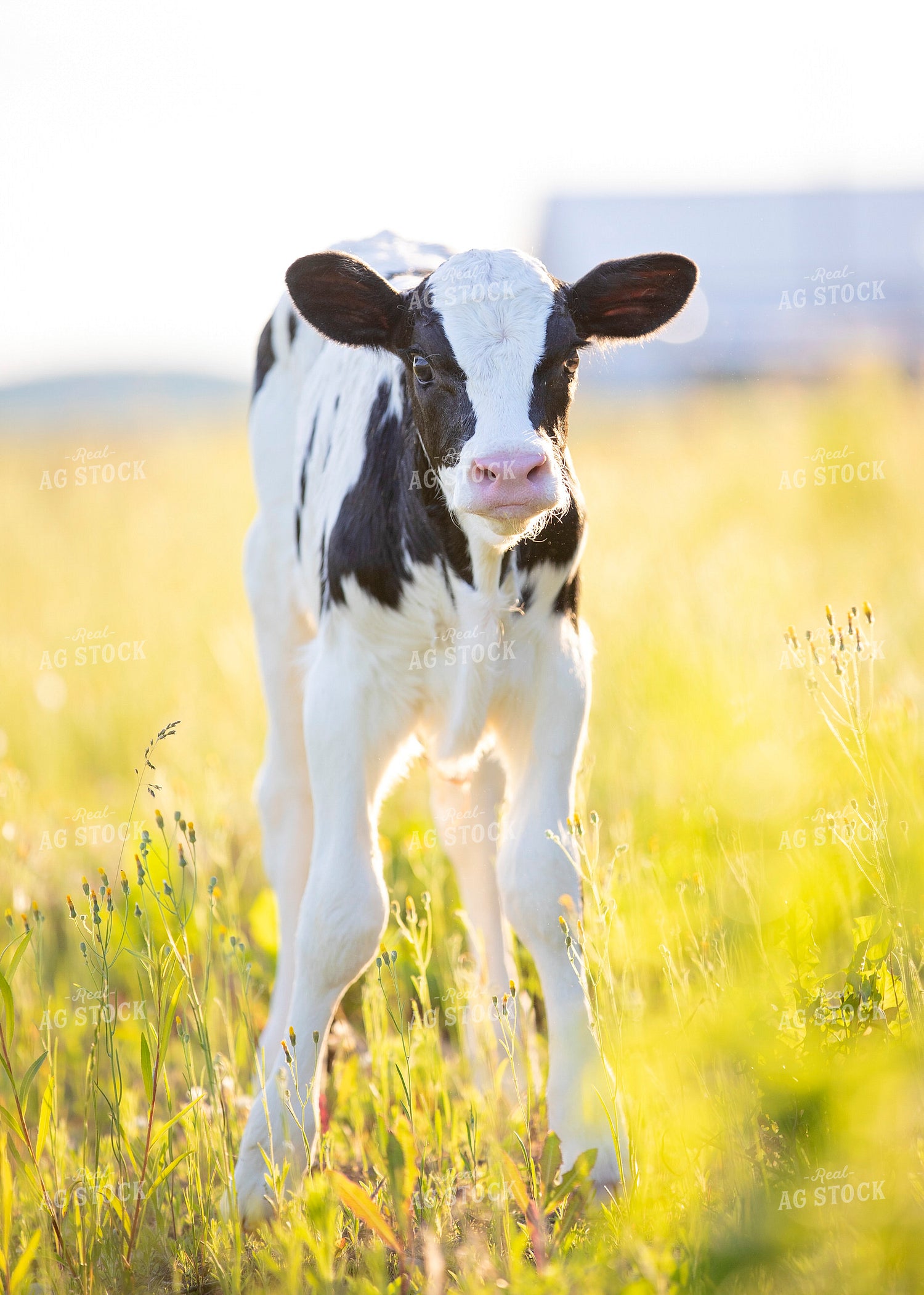 Dairy Calf in Pasture 55104