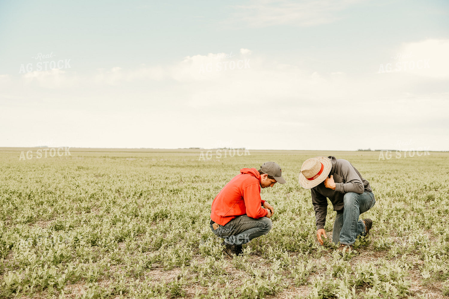 Farmers Walking in Hay Field 64128