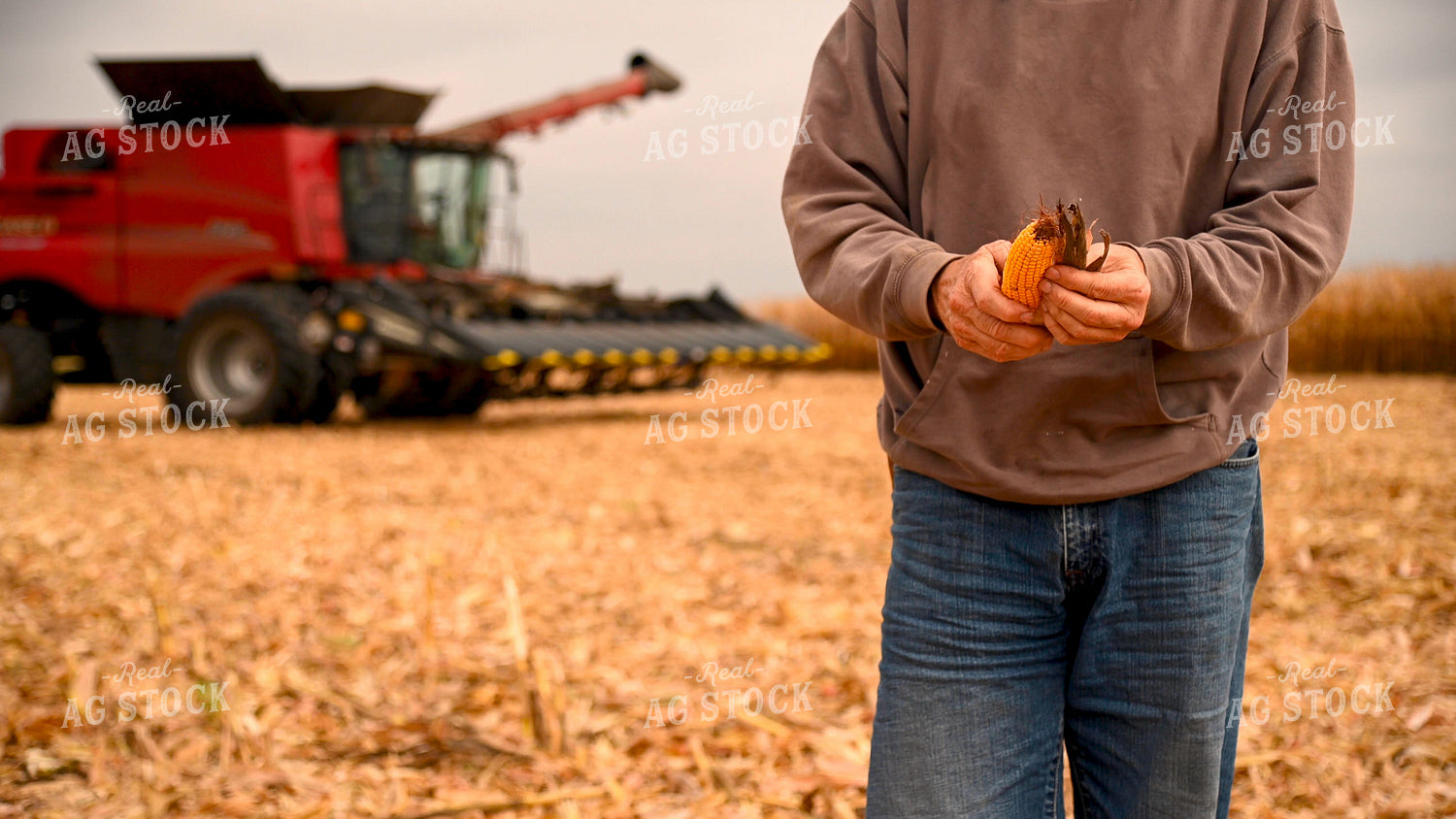 Farmer Looks at Corn Ear in Field 25593