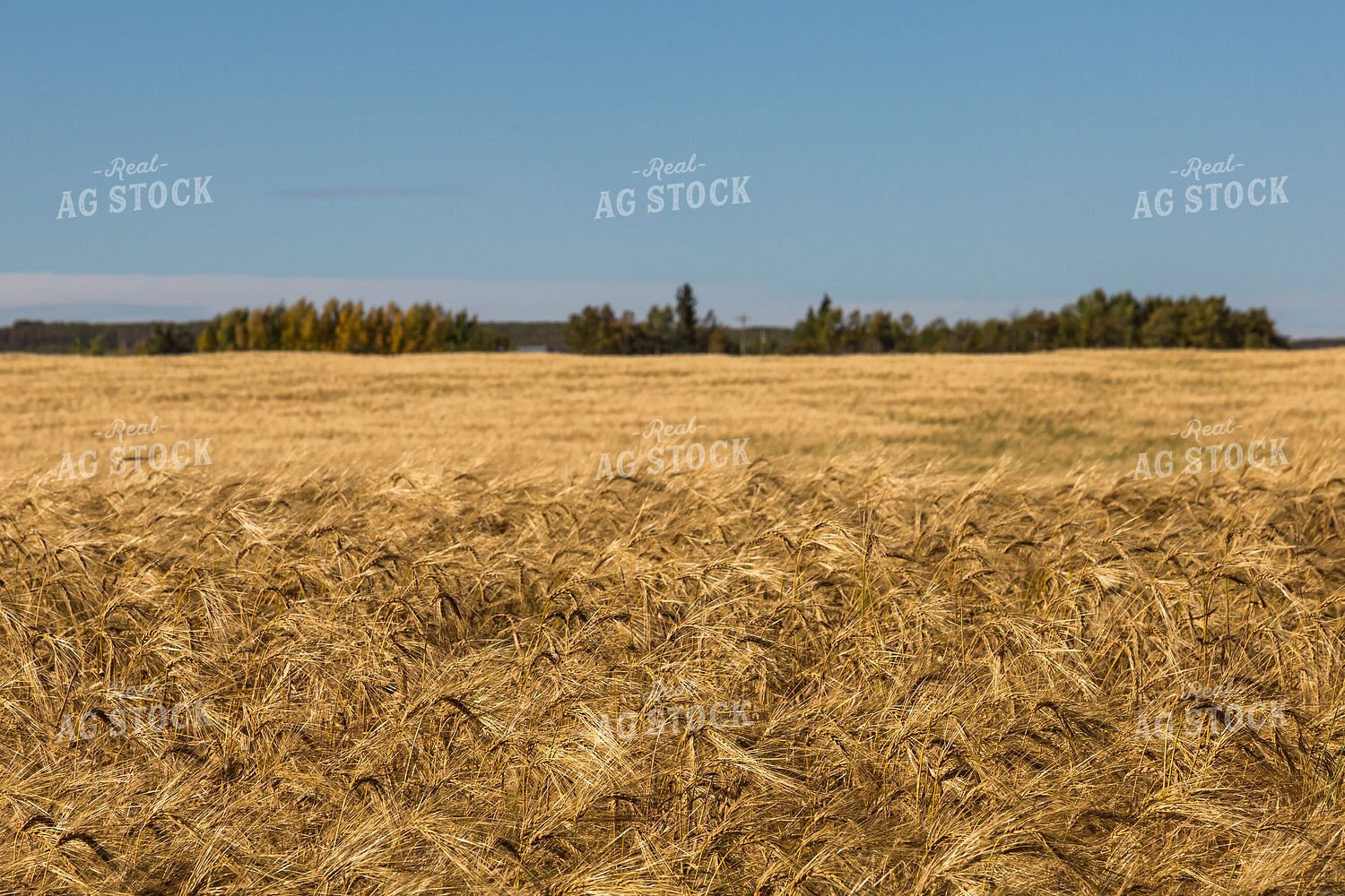 Dried Barley Field 138040