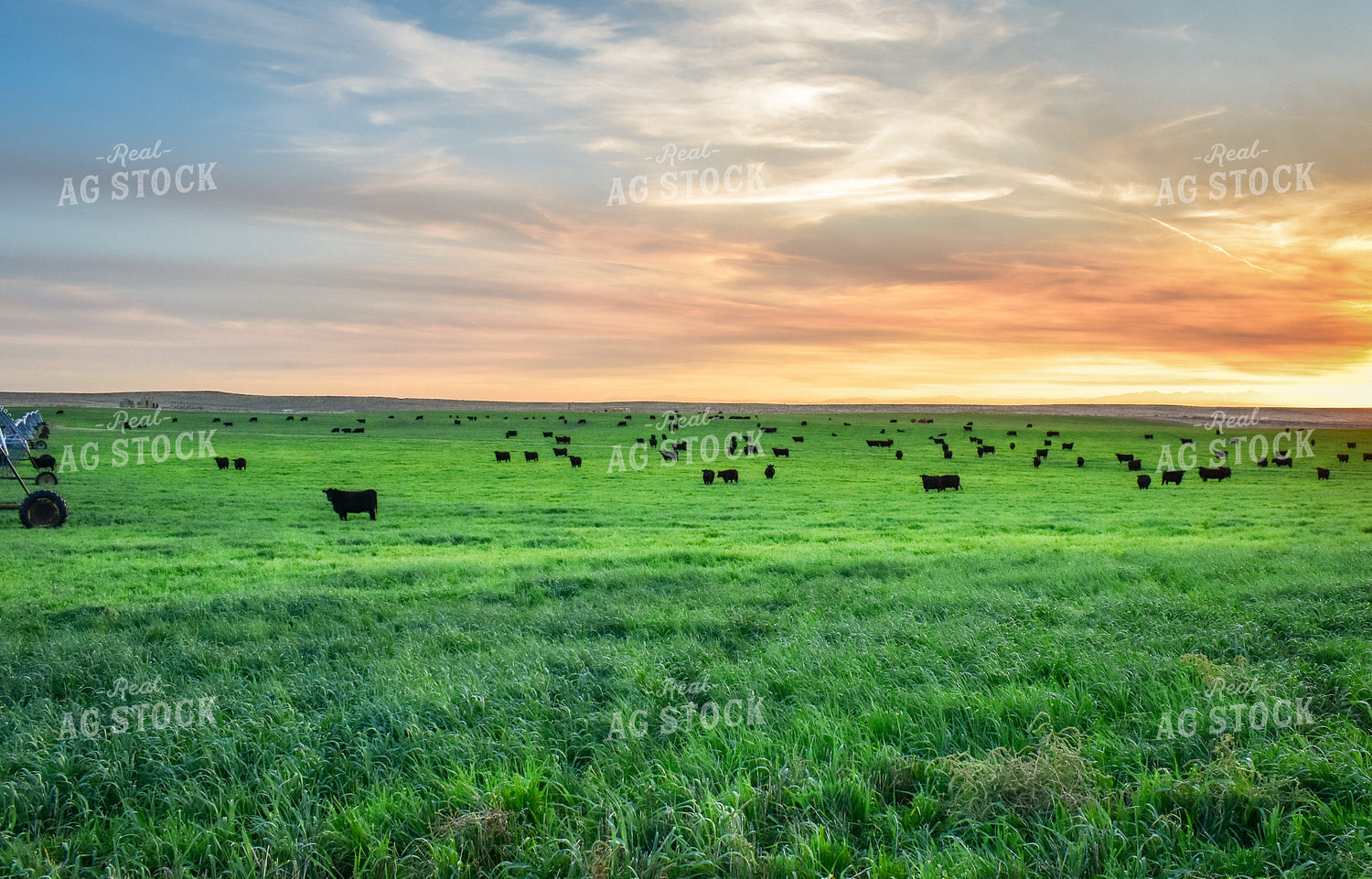 Cattle on Irrigated Pasture 56064