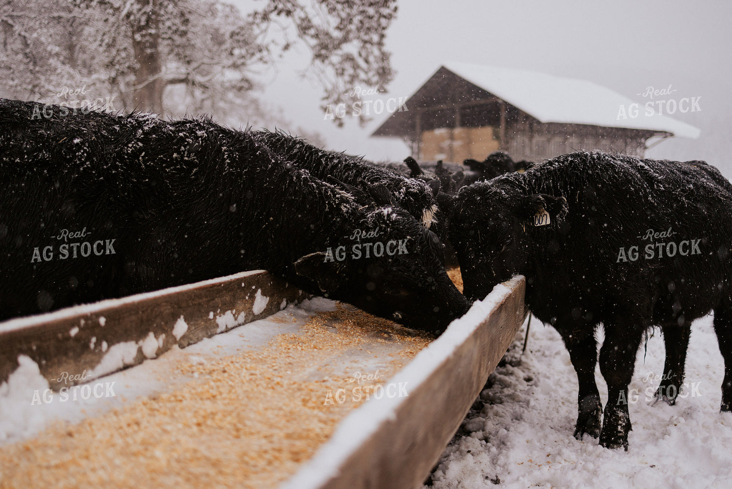 Cattle Eating out of Trough 66104