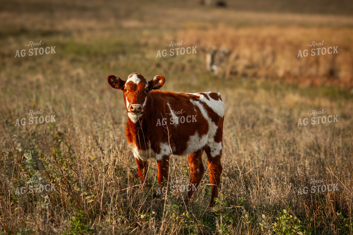 Longhorn Calf 155061