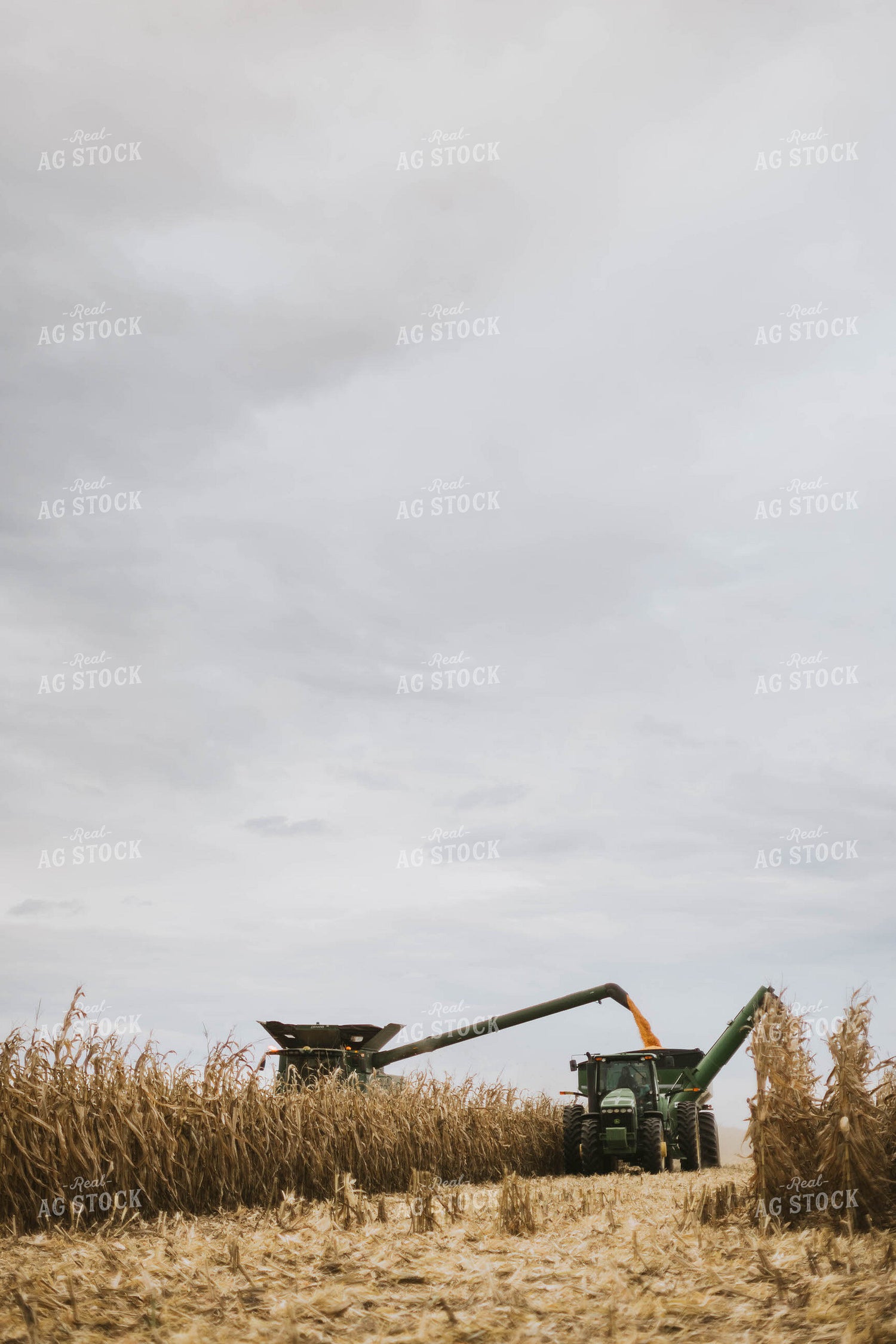 Corn Harvest 8580