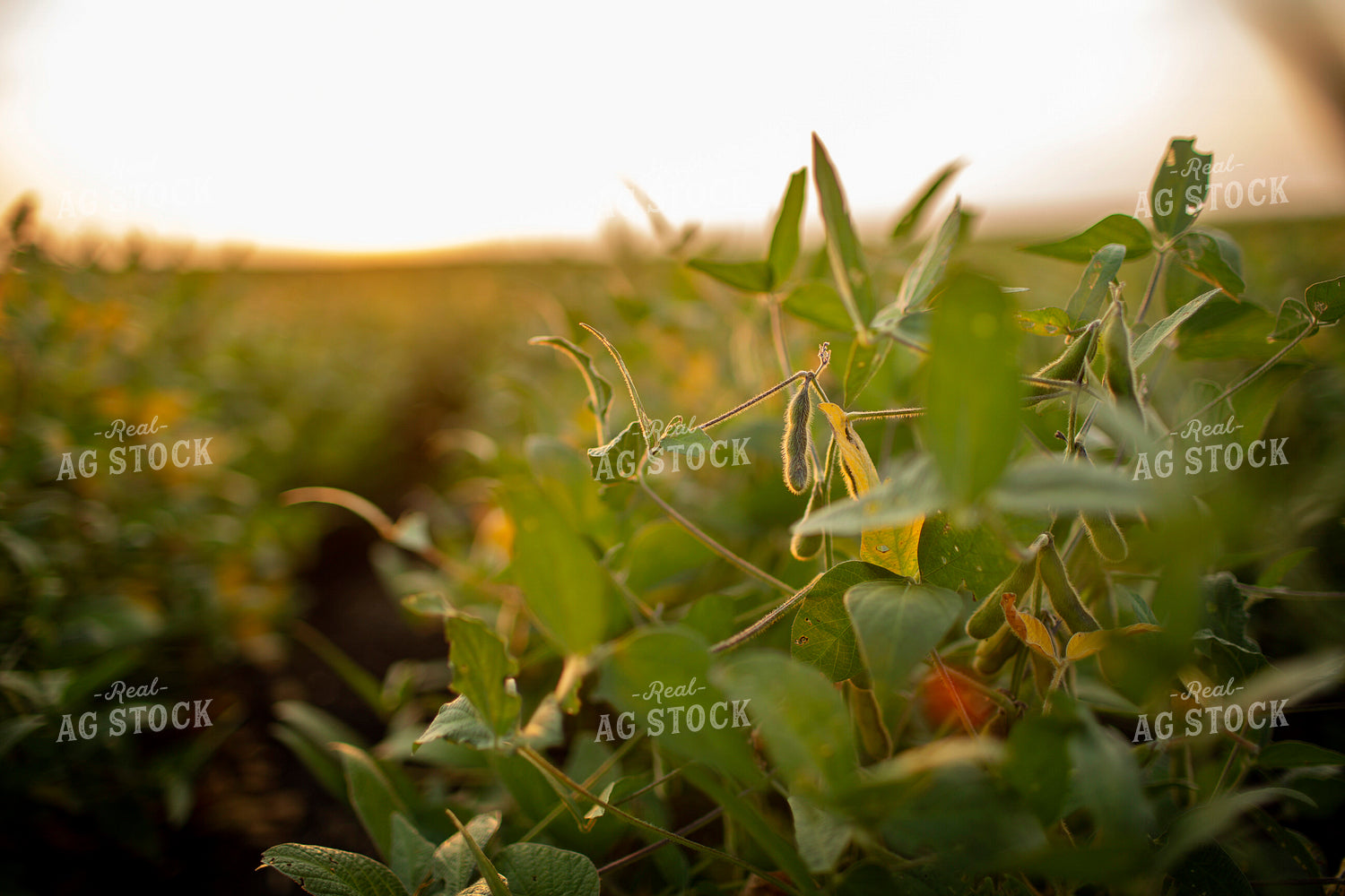 Soybeans - Mid-Season 2369