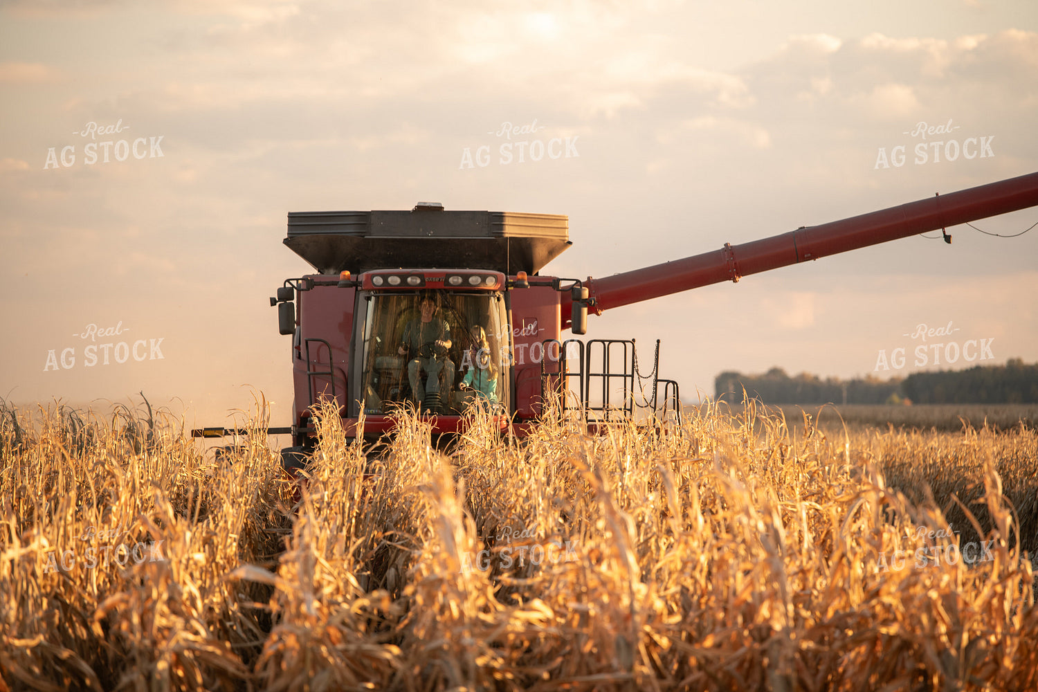 Corn Harvest 76510