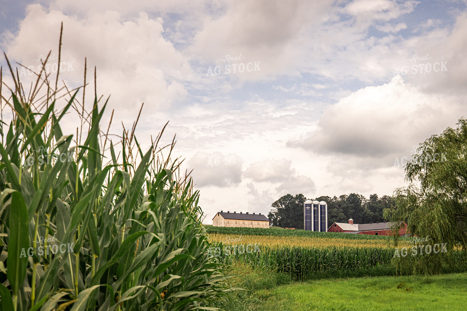 Dairy Farm in Summer 270189