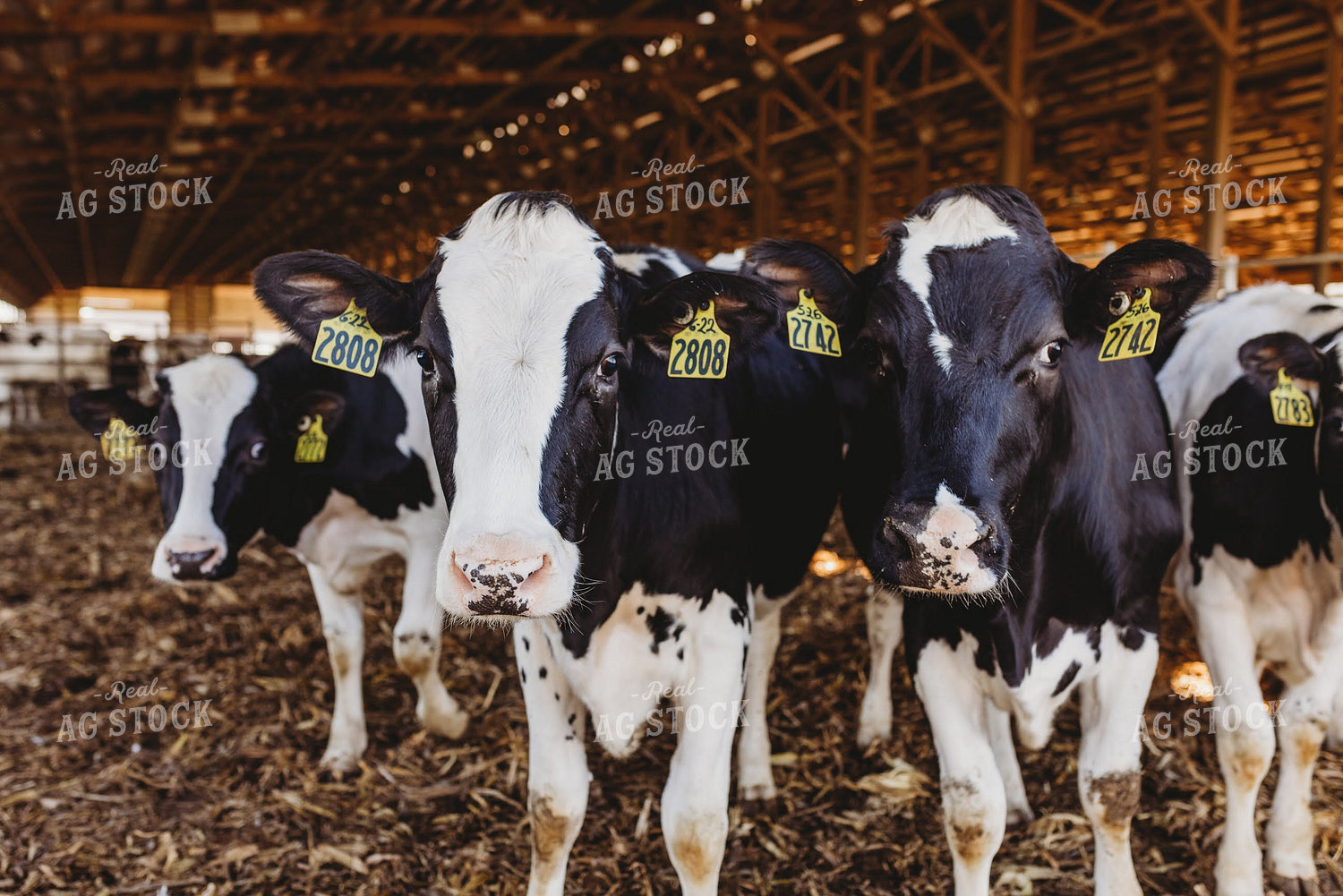 Holstein Cattle in Open Air Barn 152206